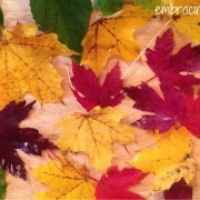Embracing Motherhood Why Leaves Change Color in the Fall