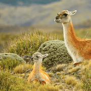 motherhood