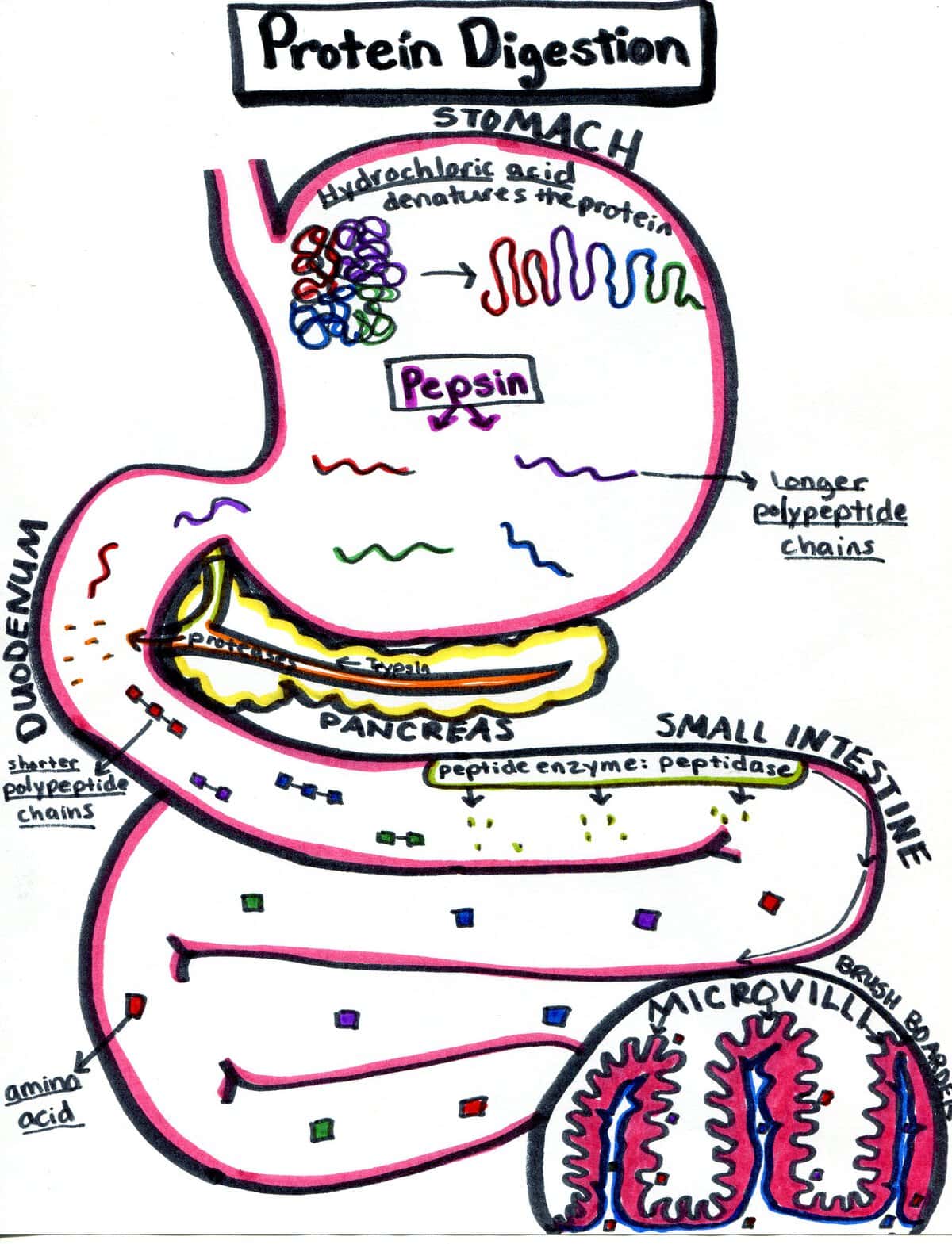 The Mysteries of Digestion Unraveled Embracing Motherhood